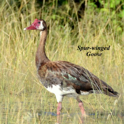 Spur-winged Goose